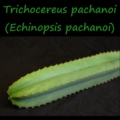 Trichocereus pachanoi (San Pedro) Kaktusstamm Nahaufnahme mit Dornen