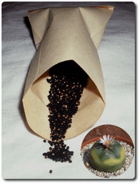 Frische Lophophora Variegata Samen werden aus einer Samentüte geschüttet, mit einer blühenden Lophophora im Inset.