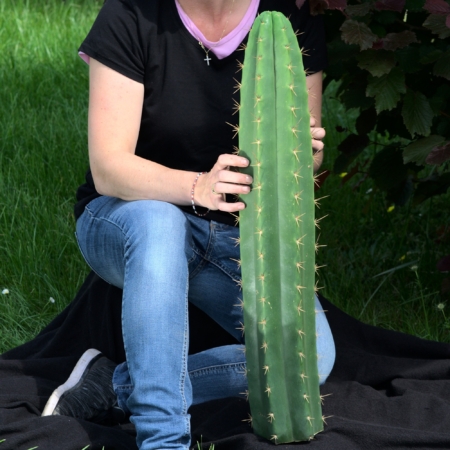 Großer Trichocereus pachanoi San Pedro Kaktus Steckling 70 cm