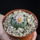 Blühfähiger Lophophora Koehresii Kaktus mit hellrosa Blüte wurzelecht
