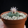 Lophophora Koehresii Ø 3,5cm