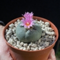 Blühender Lophophora Fricii Kaktus (El Amparo) mit pinker Blüte im Topf