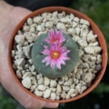 Lophophora Fricii El Amparo Ø 3,5cm