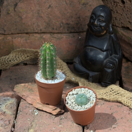 Zwei Kakteen, ein Trichocereus und ein Lophophora williamsii (Peyote), in Töpfen mit weißem Zierkies vor einer lachenden Buddha-Figur.