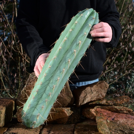 Kräftiger 50 cm Trichocereus peruvianus Kopfsteckling, blauer San Pedro Kaktus in den Händen gehalten