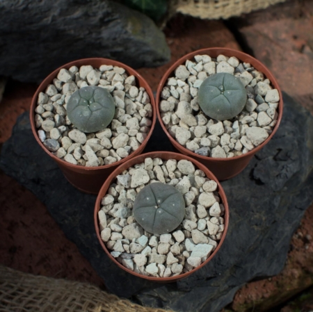 Drei eingetopfte Lophophora williamsii (Peyote) Kakteen (min. 2 cm), abgedeckt mit hellem Kies, präsentiert als 3er Set.