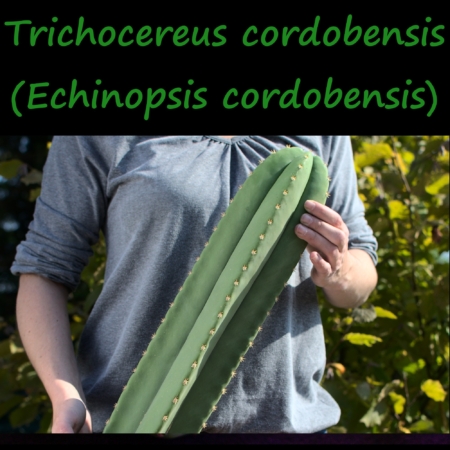 Eine Person hält einen großen, kräftigen Säulenkaktus der Sorte Trichocereus cordobensis (Echinopsis cordobensis).