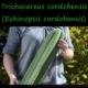 Eine Person hält einen großen, kräftigen Säulenkaktus der Sorte Trichocereus cordobensis (Echinopsis cordobensis).