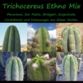 Kollage verschiedener Trichocereus-Arten wie San Pedro, Peruvianus und Bridgesii, die im Ethno Samen Mix enthalten sind.