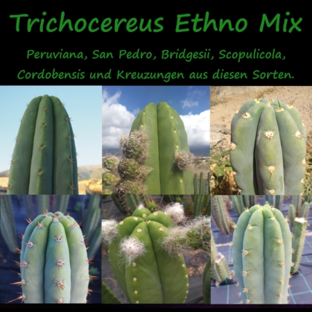 Kollage verschiedener Trichocereus-Arten wie San Pedro, Peruvianus und Bridgesii, die im Ethno Samen Mix enthalten sind.