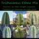 Kollage verschiedener Trichocereus-Arten wie San Pedro, Peruvianus und Bridgesii, die im Ethno Samen Mix enthalten sind.