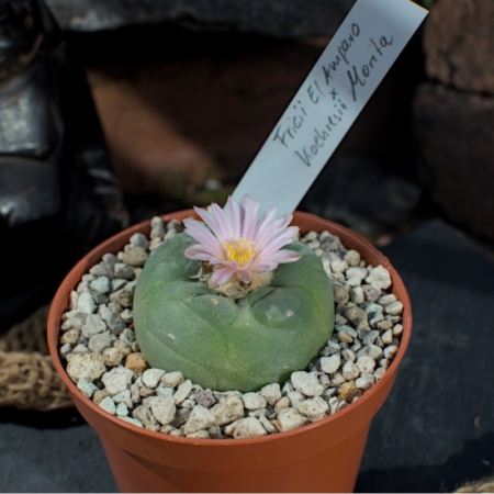 Blühende Lophophora Hybride (Koehresii x Fricii), im Topf mit hellem Zierkies und beschriftetem Etikett.