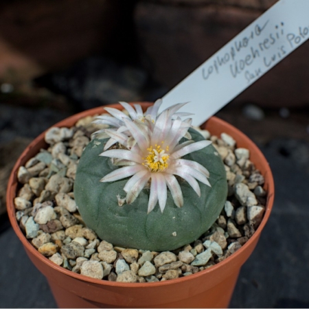 Blühender Lophophora Koehresii Kaktus (min. 4,5 cm) im Topf, abgedeckt mit Kies, mit Pflanzenetikett vom Standort San Luis Potosí.