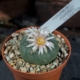 Blühender Lophophora Koehresii Kaktus (min. 4,5 cm) im Topf, abgedeckt mit Kies, mit Pflanzenetikett vom Standort San Luis Potosí.