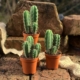 Drei Töpfe mit insgesamt 10 Trichocereus bridgesii Jungpflanzen (2-5 cm), als Set für Sammler im Lophophora Shop.