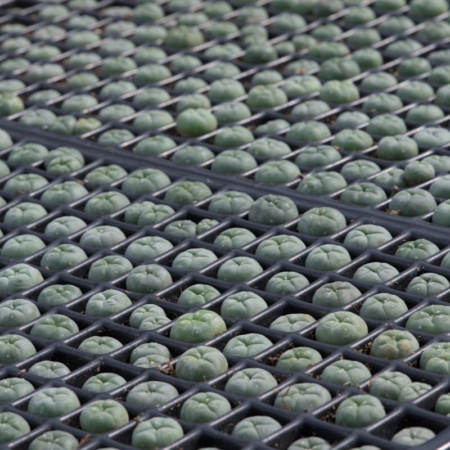 Große Gruppe wurzelechter Lophophora williamsii (Peyote) Kakteen in Anzuchtplatten, die das 50er Set repräsentieren.