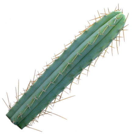 Kräftiger 50 cm Kopfsteckling eines Trichocereus bridgesii (Bolivian Torch), bereit zur Bewurzelung.