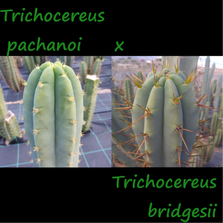 Trichocereus Pachanoi x Bridgesii Hybride