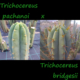 Trichocereus Pachanoi x Bridgesii Hybride