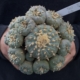 Lophophora fricii La Pa Einzelstück im Topf, 7,5 cm Hauptkopf, 14 Nebensprosse