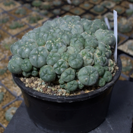 Großer Lophophora williamsii Klumpen Kaktus Cluster Sukkulente im Topf.