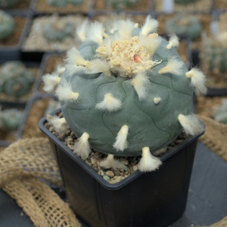 Lophophora Diffusa Rio Estorax Kaktus blühend