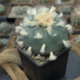 Lophophora Diffusa Rio Estorax Kaktus blühend