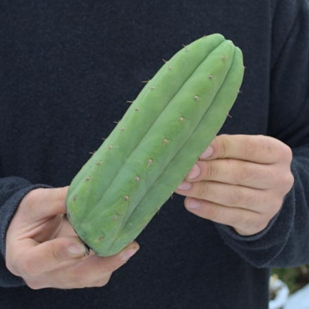 San Pedro Ogunbodede Kopfsteckling