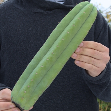 San Pedro Ogunbodede Kopfsteckling