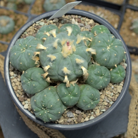 Lophophora Jourdaniana Mehrköpfiger Cluster Kaktus