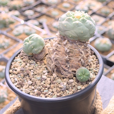 Lophophora Huizache Kaktus 3 Köpfe mit ausgeprägter Rippenform