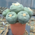 Großes Lophophora Diffusa La Florida Kaktus Sammlerstück