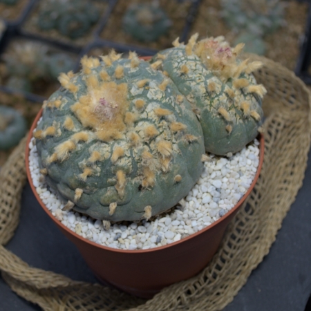 Lophophora fricii El Amparo Kaktee, 9cm Hauptkopf, 6.6cm Nebenkopf, blaugrau mit gelben Büscheln, in braunem Topf mit weißem Substrat, bereit zum Verkauf im Kakteenshop.