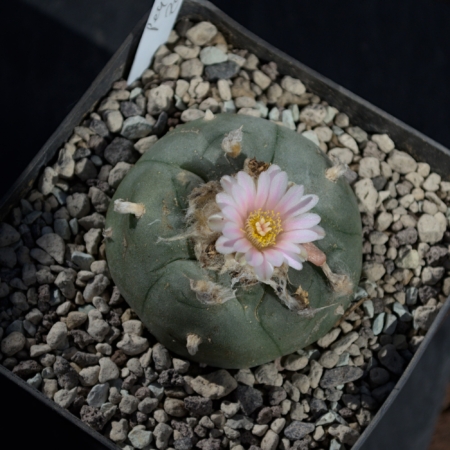 Lophophora Williamsii blühend rosa Blüte