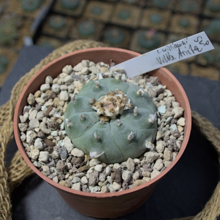 Lophophora williamsii Villa Arista mit Stecketikett im Topf