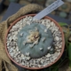 Lophophora williamsii v. caespitosa (Crucecita) mit Kindel in mineralischem Substrat.