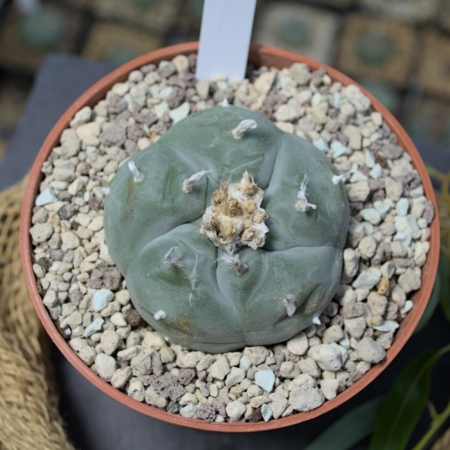Lophophora williamsii Kaktee Blüte grau-grün Kies Substrat