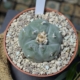 Lophophora williamsii Kaktee Blüte grau-grün Kies Substrat