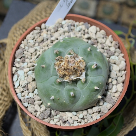Lophophora williamsii (Peyote) Kakteenpflanze im Topf mit mineralischer Substrat.