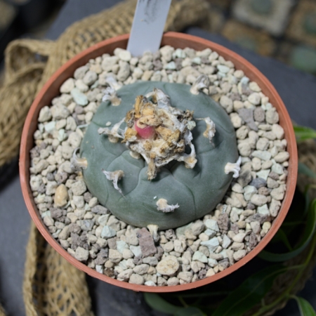 Lophophora williamsii Kaktee Blüte grau-grün Kies Substrat