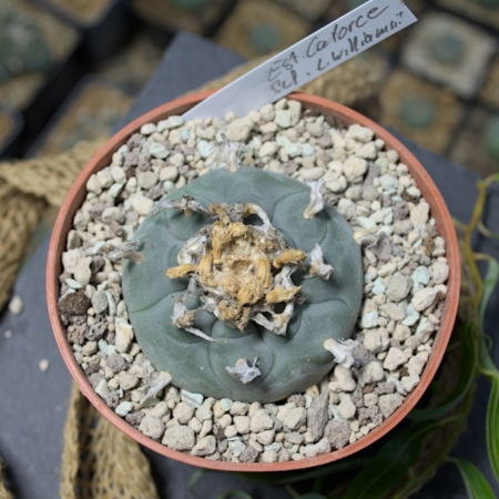 Lophophora williamsii Est Catorce im Topf mit Stecketikett