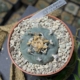Lophophora williamsii Est Catorce im Topf mit Stecketikett