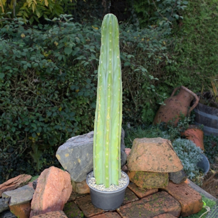 San Pedro Kaktus Trichocereus pachanoi eingetopft