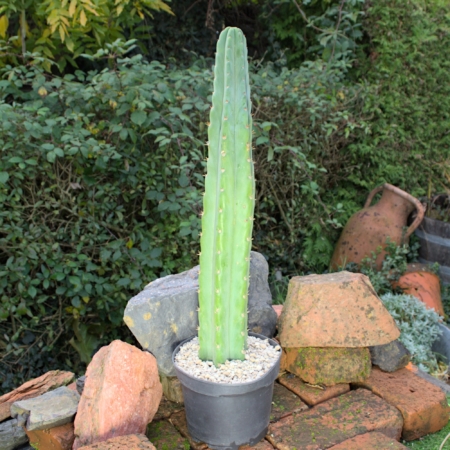 San Pedro Kaktus Trichocereus pachanoi eingetopft