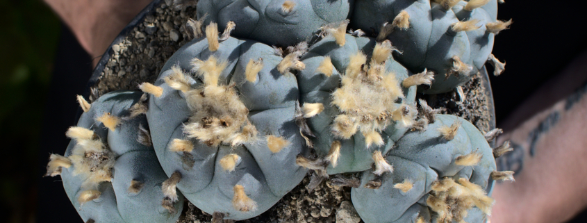 Dunkelblau-grauer Lophophora williamsii 'Peyote Hansen' Kaktus mit mehreren Köpfen, gehalten in den Händen