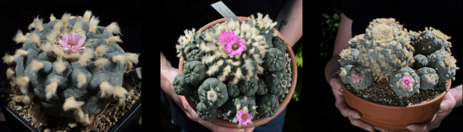 Verschiedene blühende Lophophora Kakteen und Cluster im Topf – Kakteenshop Lophophora