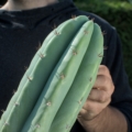 San Pedro Trichocereus pachanoi Kaktus Detail der Areolen und der kräftigen grünen Haut eines 50cm Stecklings.