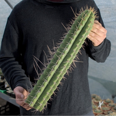 Peruvianus v. cuzcoensis Steckling 50cm mit langen gelben Dornen