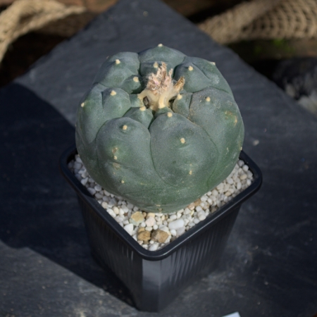 Lophophora williamsii Peyote SLP 7cm eingetopft