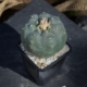 Lophophora williamsii Peyote SLP 7cm eingetopft